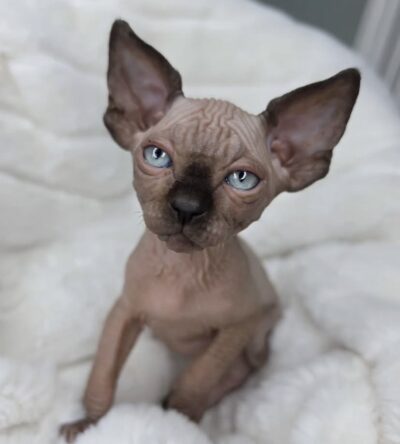Alfie (male)