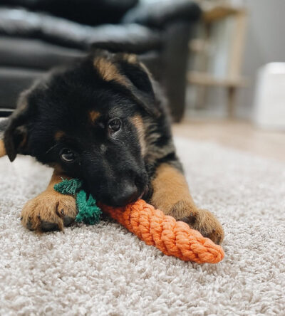 Ace (male)