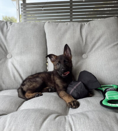 Blue(female)