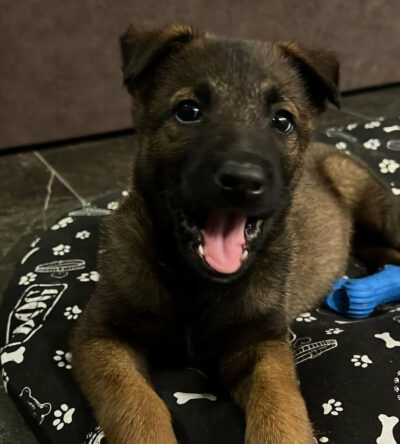 Loki (Male)