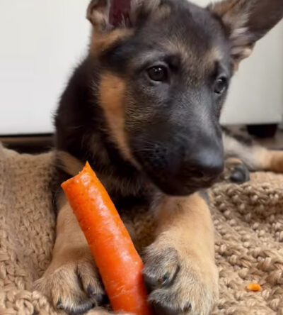 Olie (male)
