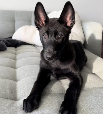 Vince (male)