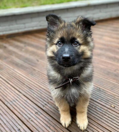 Thor (male)
