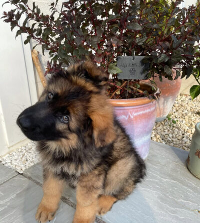Theo (male)