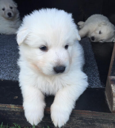 Ghost (male)