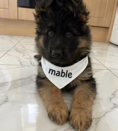 Mabel (female)