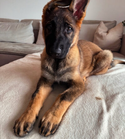 Luna (female)