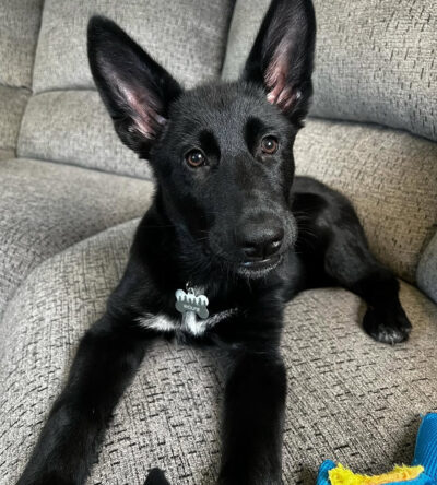 Wolfie (male)