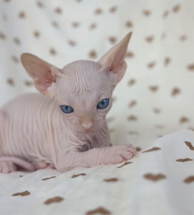 Abby (female)