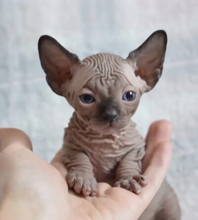 Roo (Male)