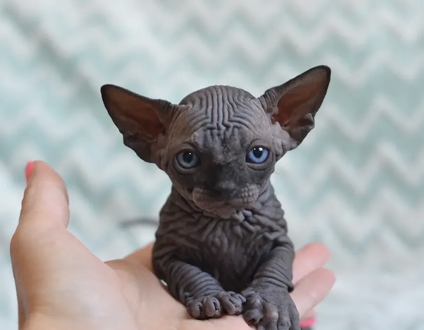 Beau (male)