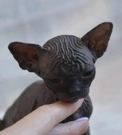 Rosie (female)