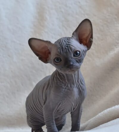 Maple (female)