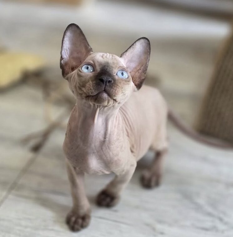 Bruno (male)