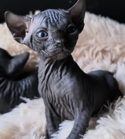 Albus (Male)