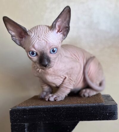 Elsie (female)