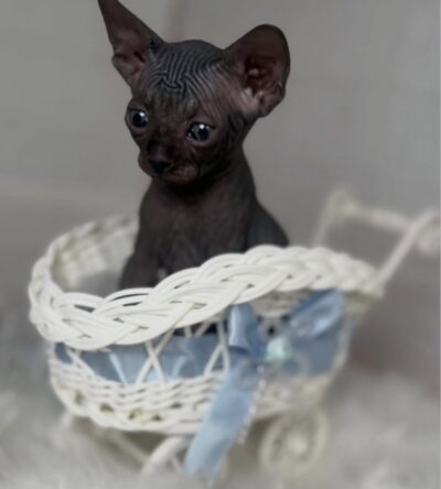 Koko (male)