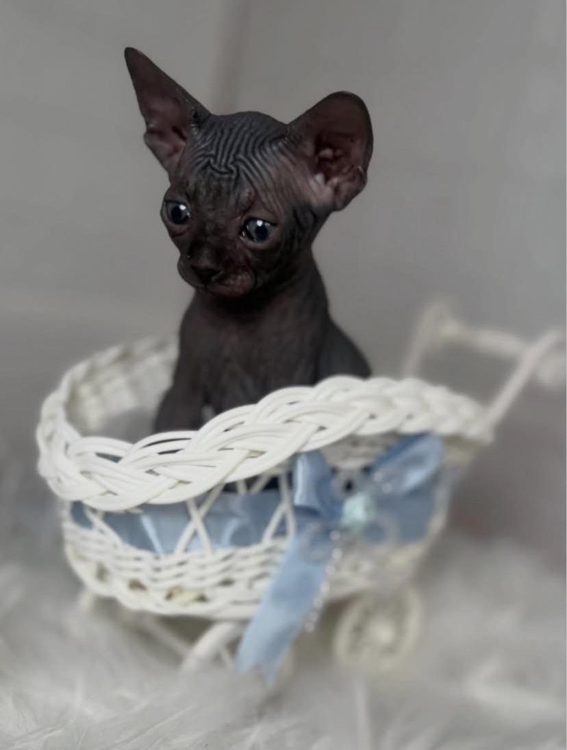 Koko (male)